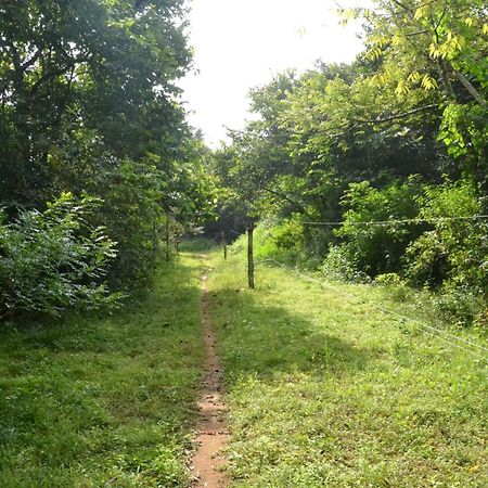 Sky Forest Habarana Bagian luar foto