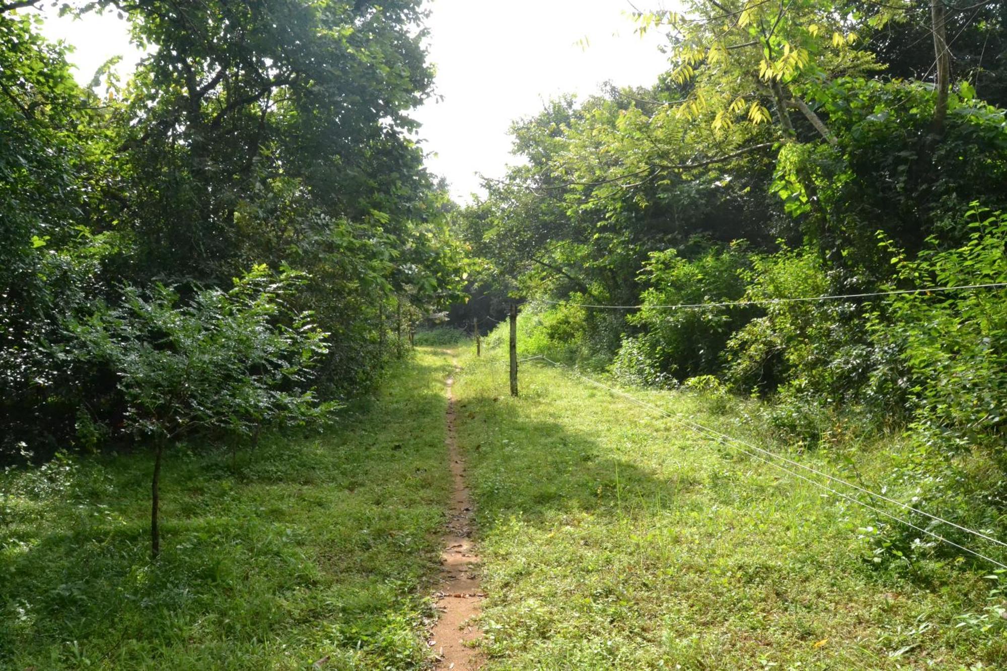 Sky Forest Habarana Bagian luar foto