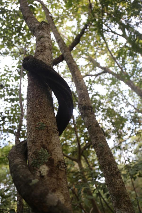 Sky Forest Habarana Bagian luar foto
